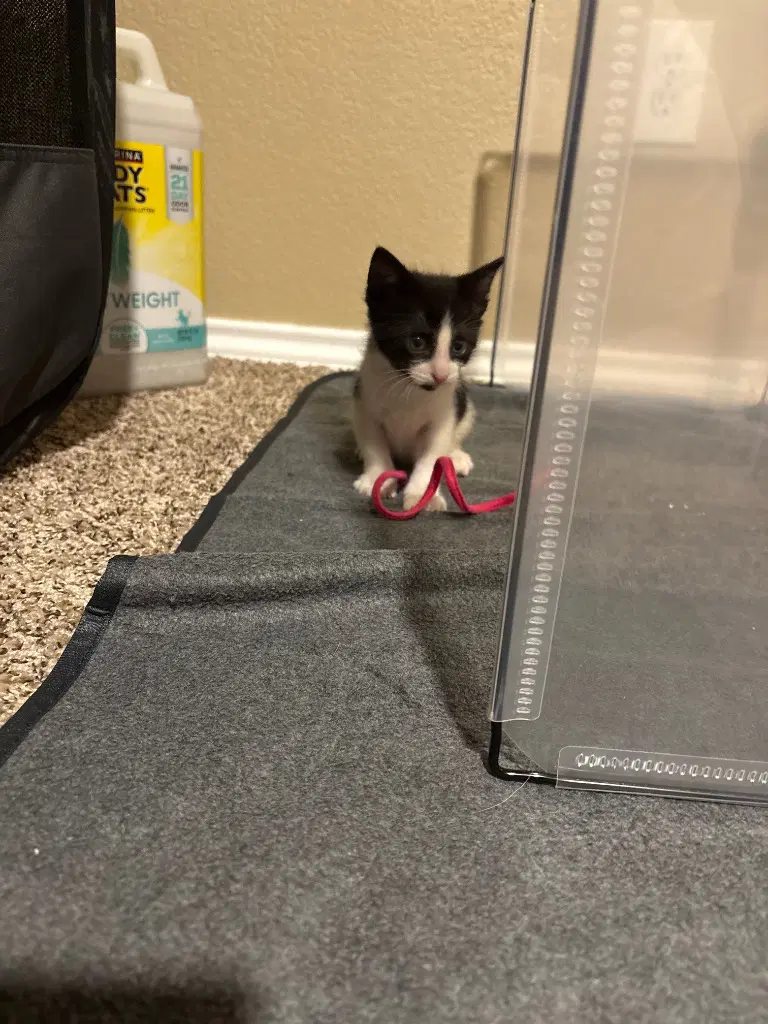 Brice Young - Domestic Short Hair