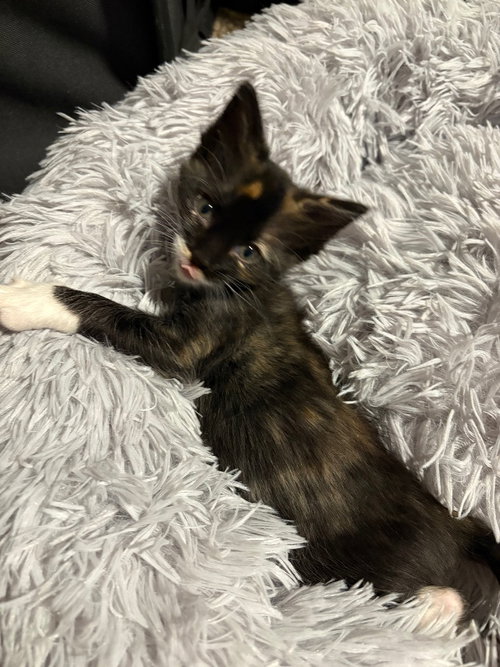 Gwen, a cat for adoption from San Antonio Feral Cat Coalition
