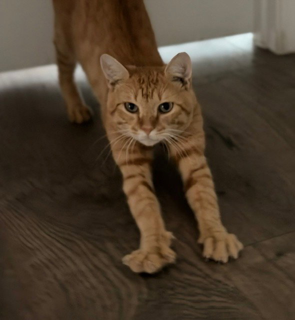 Meatball