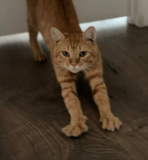 Meatball, a cat for adoption from San Antonio Feral Cat Coalition