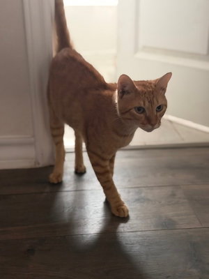 Meatball, photo 2