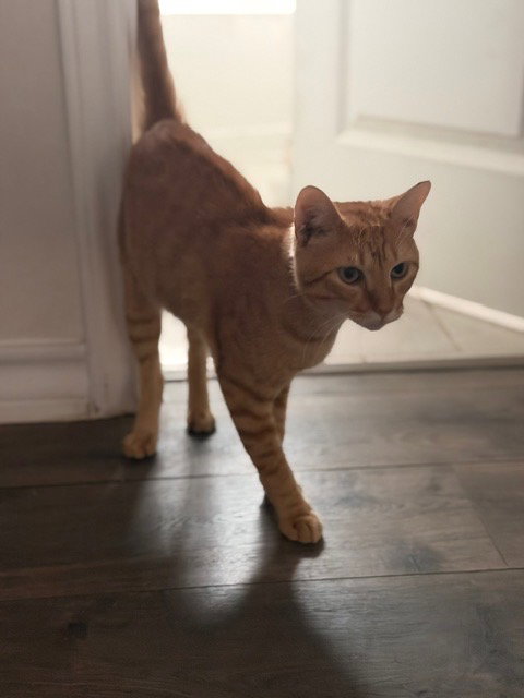 Photo 2 of Meatball