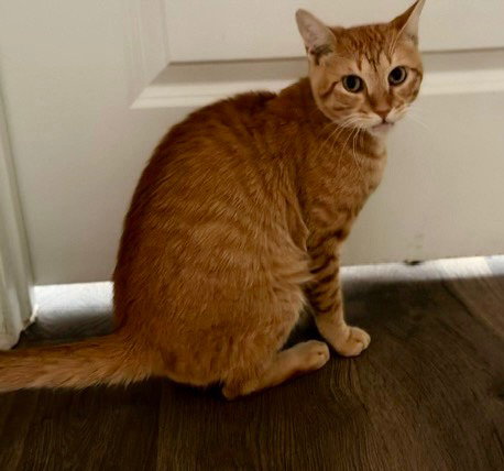 Meatball, photo 3