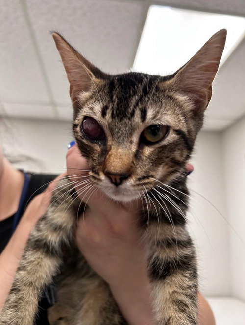 Leroy, a cat for adoption from San Antonio Feral Cat Coalition