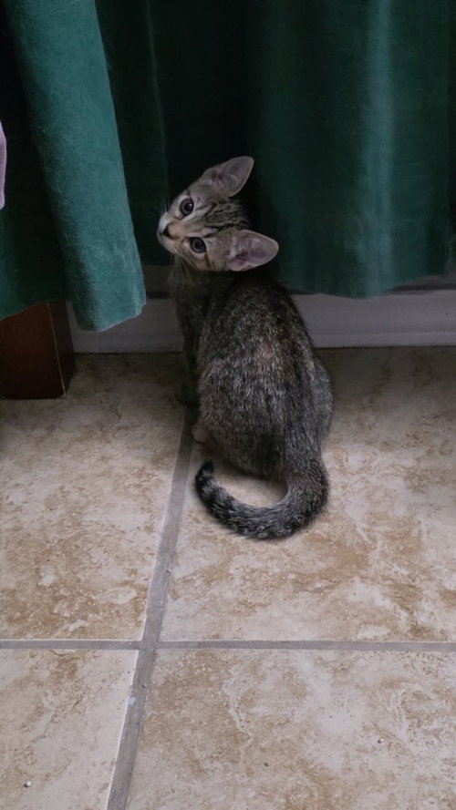 Pepper, a cat for adoption from San Antonio Feral Cat Coalition