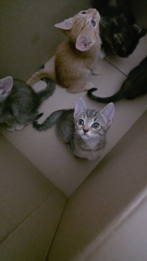 Photo 2 of Pepper
