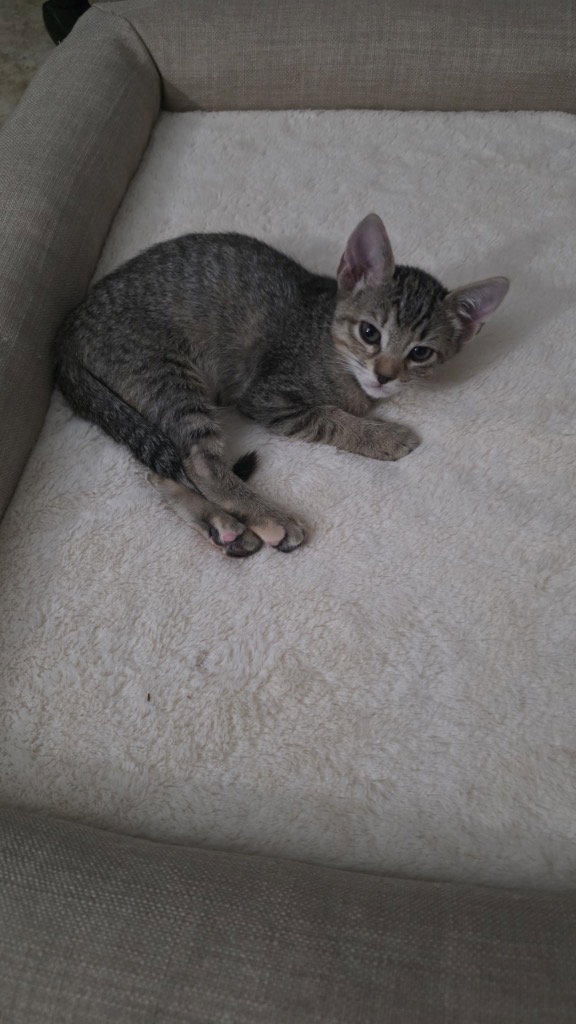 Pepper, photo 3