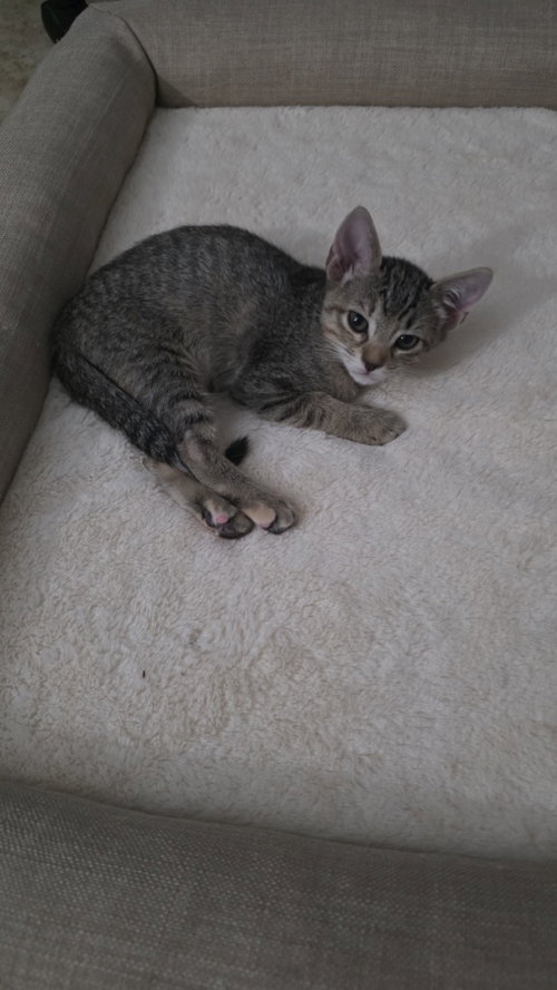 Photo 3 of Pepper