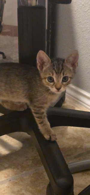 Pepper, photo 4
