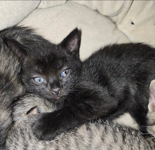 Sabrina, a cat for adoption from San Antonio Feral Cat Coalition