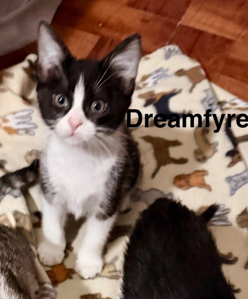 Dream Fyre, a cat for adoption from San Antonio Feral Cat Coalition