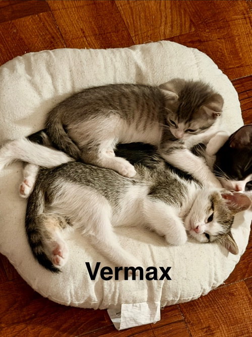 Photo 3 of Vermax