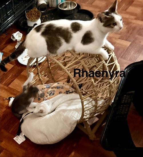 Photo 3 of Rhaenyra