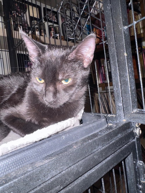 Cashew, a cat for adoption from San Antonio Feral Cat Coalition