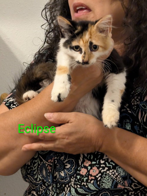 Eclipse, a cat for adoption from San Antonio Feral Cat Coalition