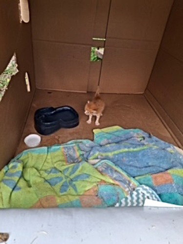 Photo 2 of Biscuit