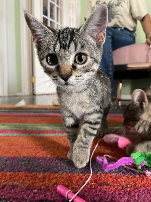 Tommie, a cat for adoption from San Antonio Feral Cat Coalition