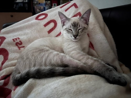 Finn, a cat for adoption from San Antonio Feral Cat Coalition