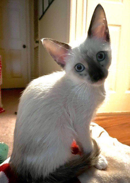 Fiona, a cat for adoption from San Antonio Feral Cat Coalition