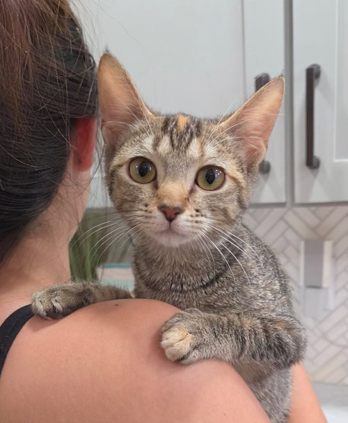 Gia, a cat for adoption from San Antonio Feral Cat Coalition