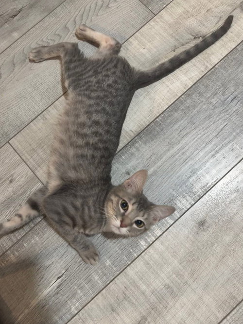 Marty, a cat for adoption from San Antonio Feral Cat Coalition