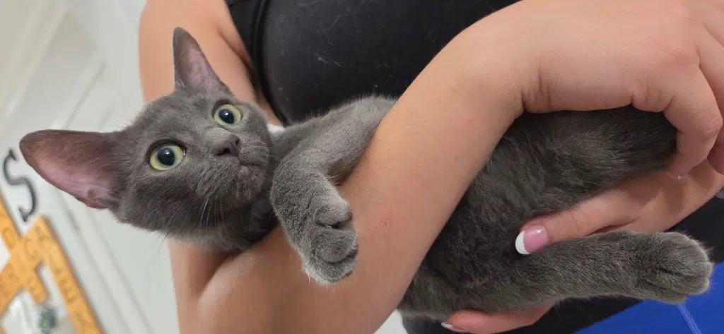 Bagheera - Domestic Short Hair