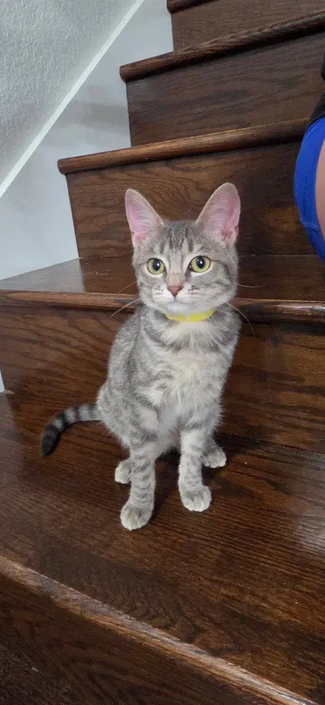 Gloria - Domestic Short Hair