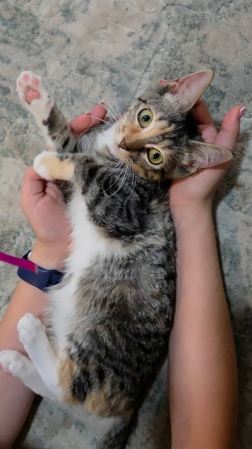 Renesemee, a cat for adoption from San Antonio Feral Cat Coalition