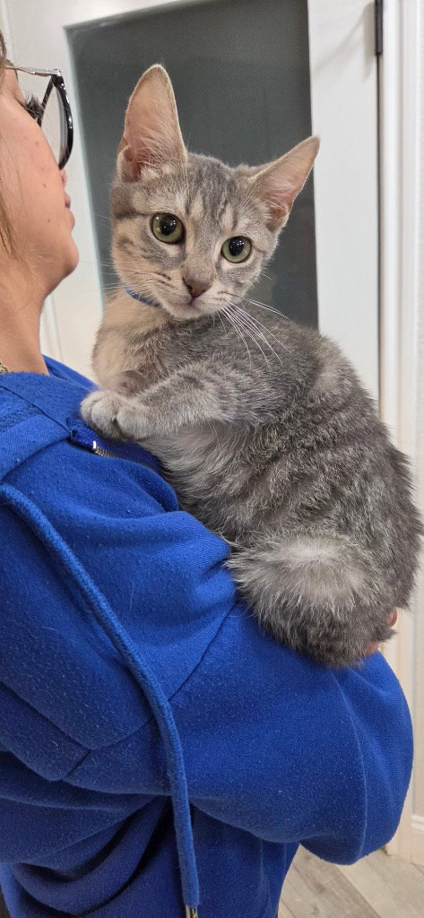 Seth, a cat for adoption from San Antonio Feral Cat Coalition