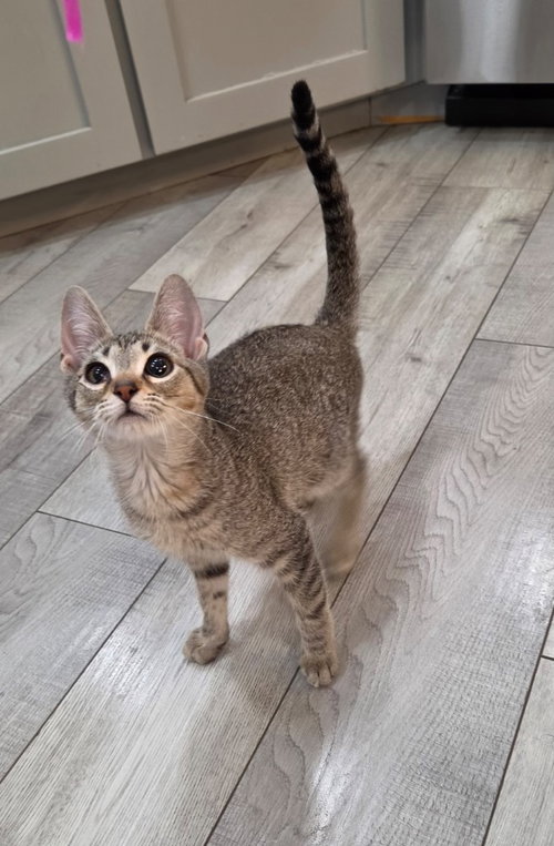 Charlie, a cat for adoption from San Antonio Feral Cat Coalition