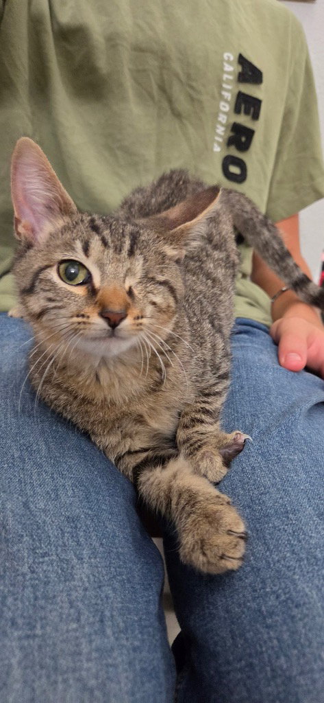 Harry, a cat for adoption from San Antonio Feral Cat Coalition