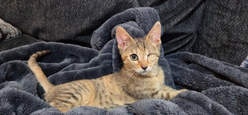 Ozzy, a cat for adoption from San Antonio Feral Cat Coalition