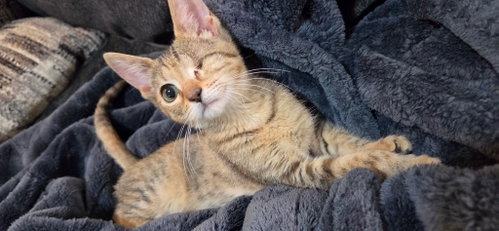 Photo 2 of Ozzy