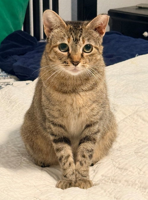 Mocha, a cat for adoption from San Antonio Feral Cat Coalition