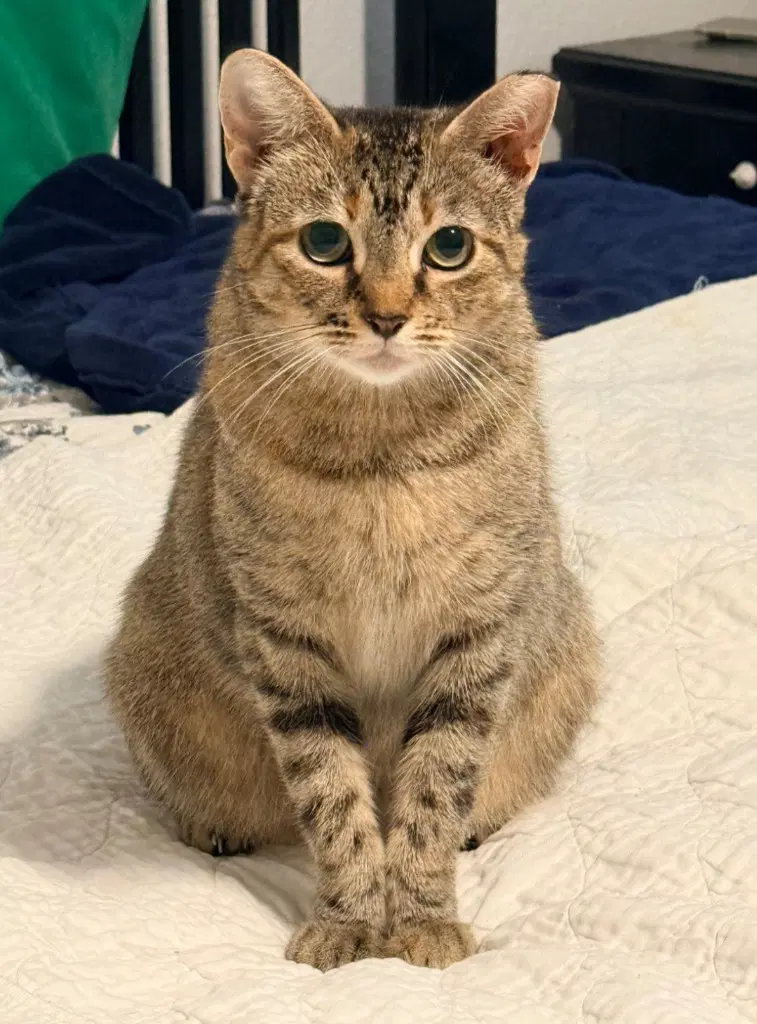 Mocha - Tabby