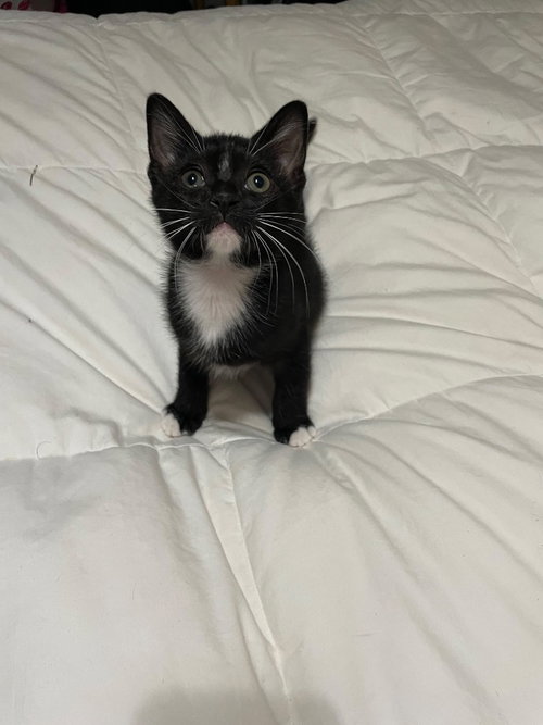Mr. Gatsby, a cat for adoption from San Antonio Feral Cat Coalition
