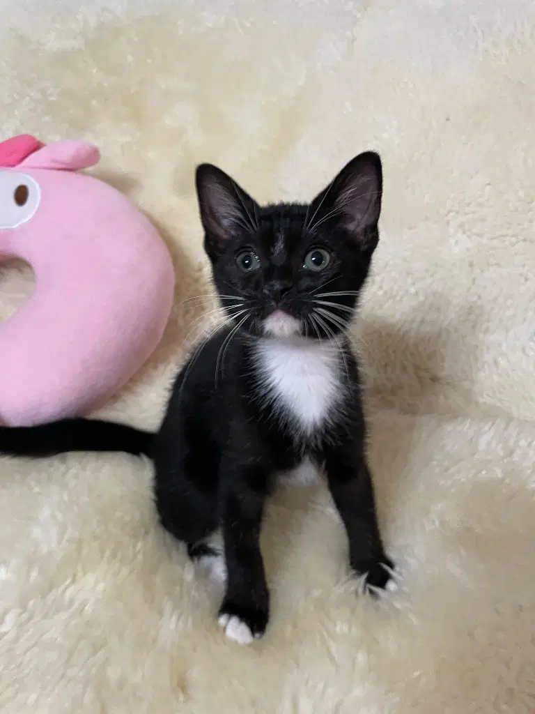 Mr Gatsby - Domestic Short Hair