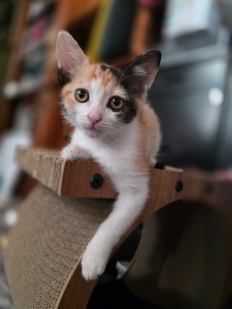 Emmylou, photo 2