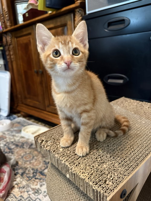 Willie, a cat for adoption from San Antonio Feral Cat Coalition
