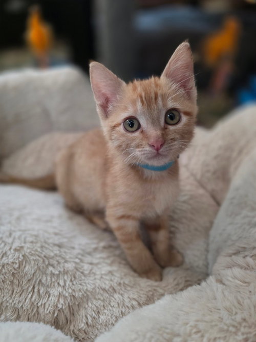 Wynonna, a cat for adoption from San Antonio Feral Cat Coalition