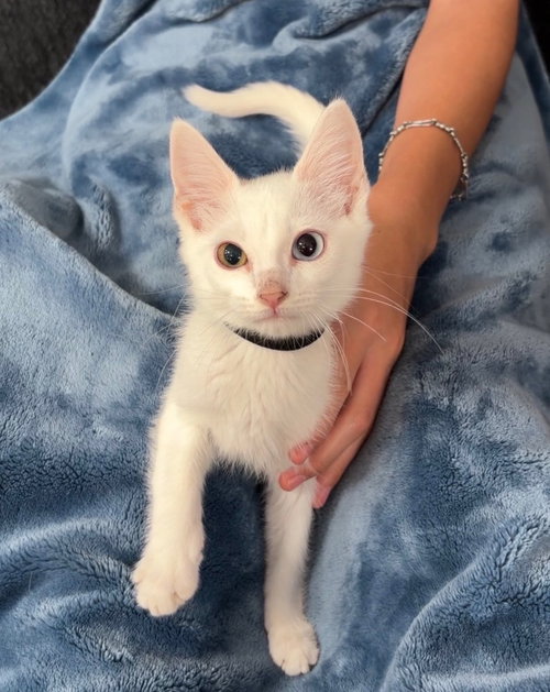Carlisle, a cat for adoption from San Antonio Feral Cat Coalition