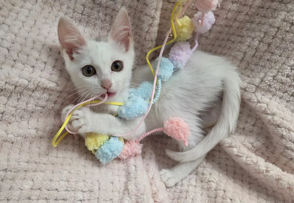 Rosalee - Domestic Short Hair