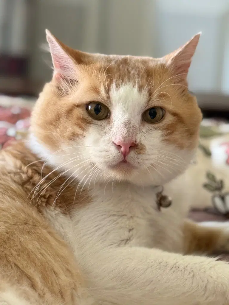 Sir Charles - Domestic Short Hair