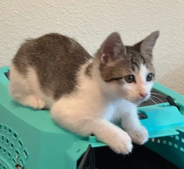 Flash - Tabby
