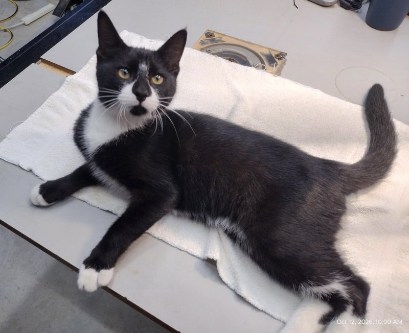 Blacky, photo 4