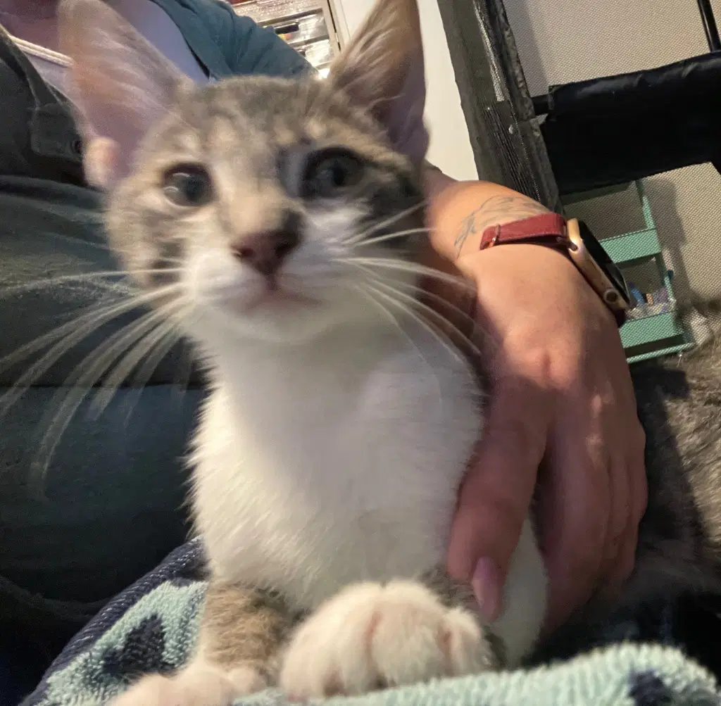 Socks - Domestic Short Hair