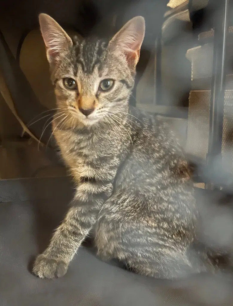 Miss Ruby - Tabby