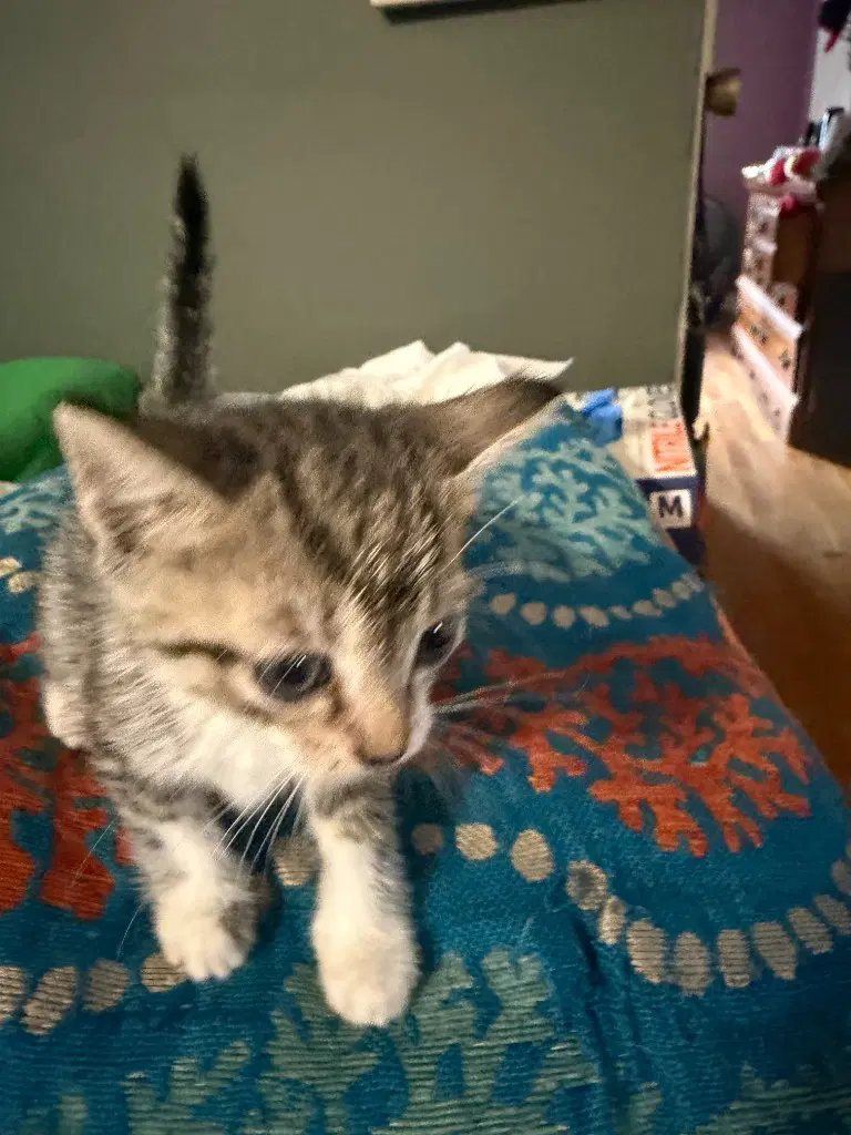 J-Jam - Tabby