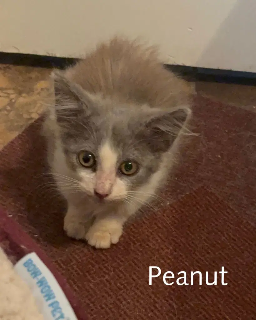 Peanut image 3
