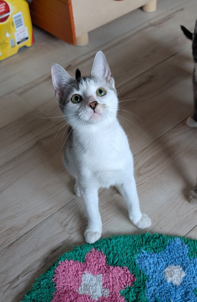 Asahi, photo 3